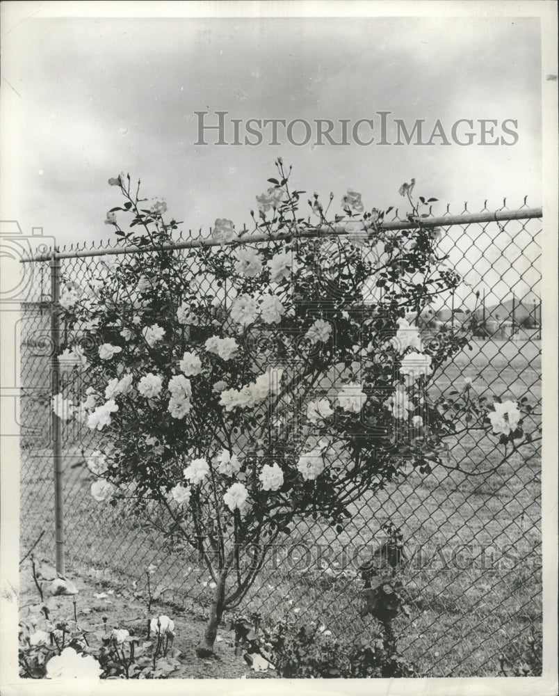 1956 Golden Showers Climber Germain Rose - Historic Images