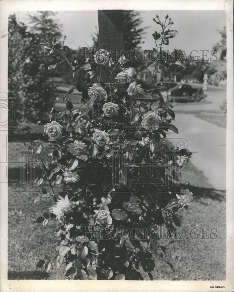 1952 Climber Coral Dawn Rose Garden - Historic Images