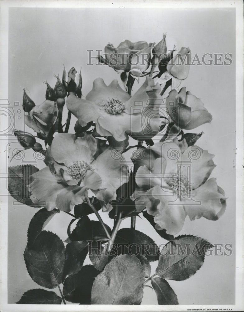 1959 Sarabande Floribunaa Rose Garden - Historic Images