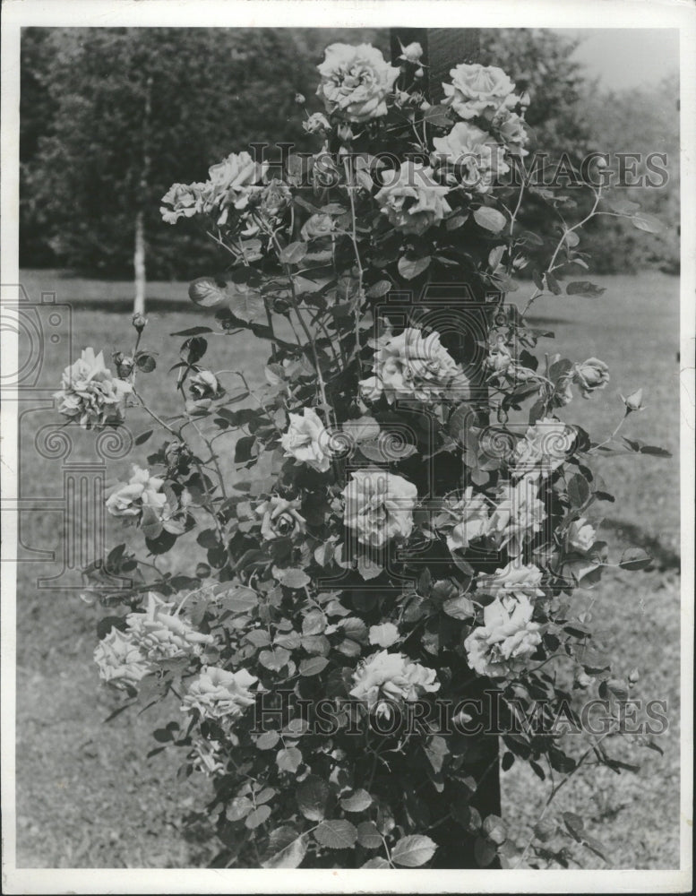 1954 Climber Red Flare Rose Garden - Historic Images