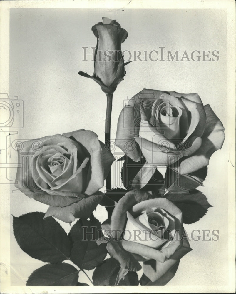 1965 Rose Flower - Historic Images