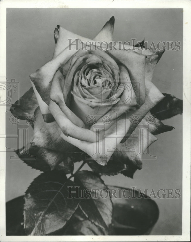 1958 Hybrid Tea Kordes Perfects Plant Pat - Historic Images