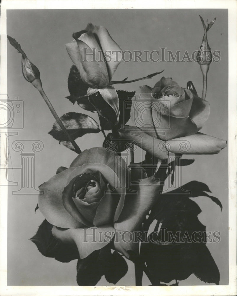 1959 El Capitan Rose Flower - Historic Images