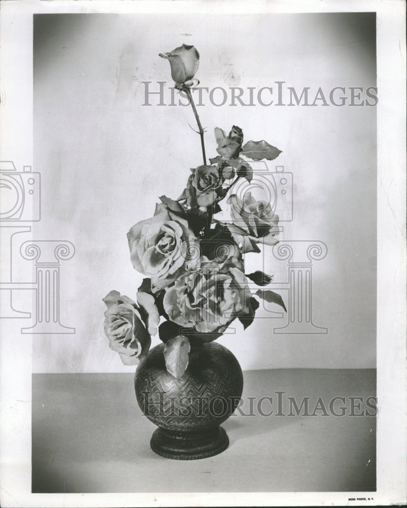 1950 Hybrid Tea Rose Volcano - Historic Images
