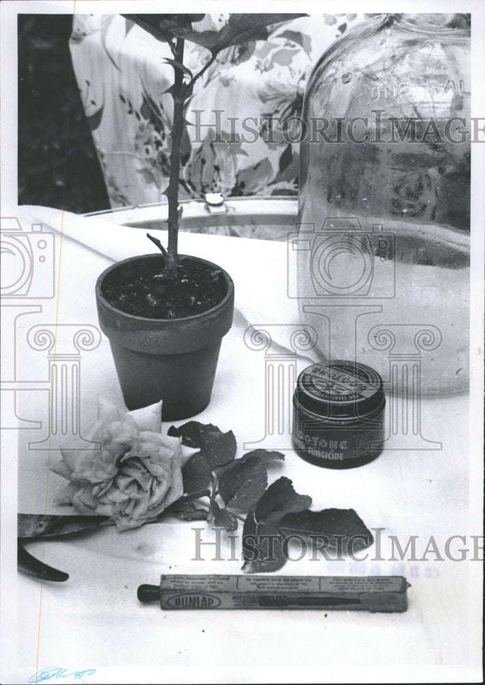 1966 Rose garden Flower Plant Nature - Historic Images