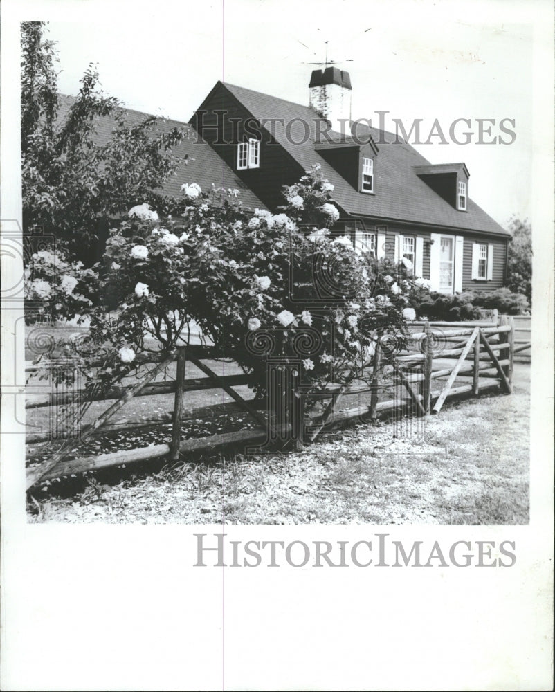 1974 Rose plants Garden House Flowers Lawn - Historic Images