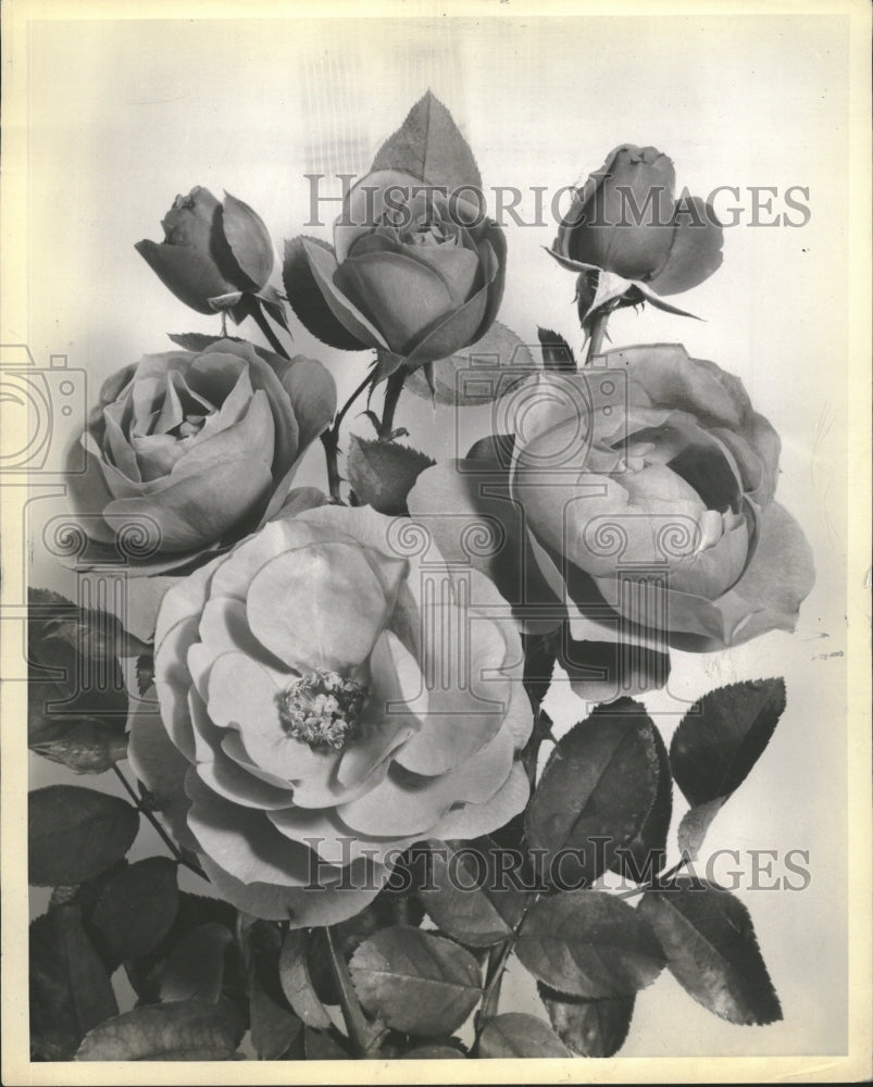 1957 New Rose Friday Garden Beautiful Smell - Historic Images