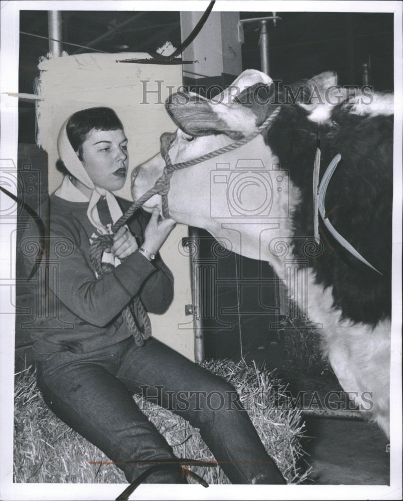 1958 Junior Livestock Show Hereford Steer - Historic Images