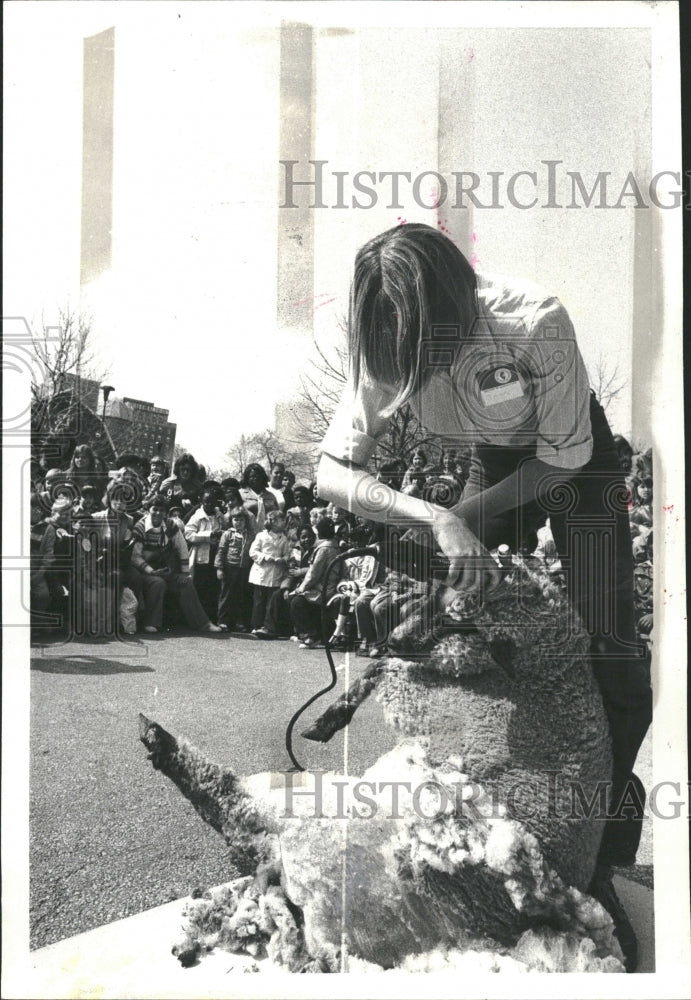 1980 Lincoln Park Zoo Sheep Shearing - Historic Images