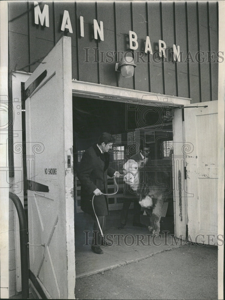 1970 Pumpkin Steer Lincoln Park Zoo - Historic Images