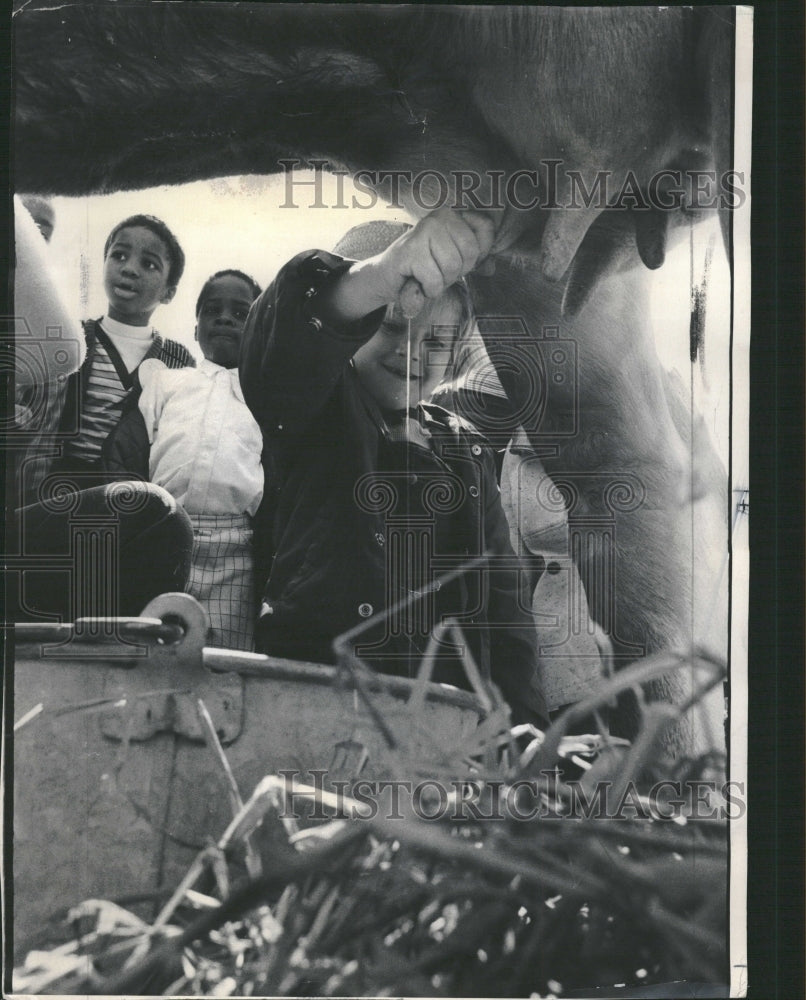 1975 Lincoln Park Zoo Kid Milking Cow - Historic Images