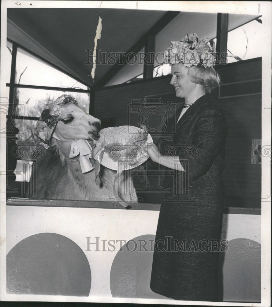 1962 Alfred Theis llama Lincoln Park Zoo - Historic Images