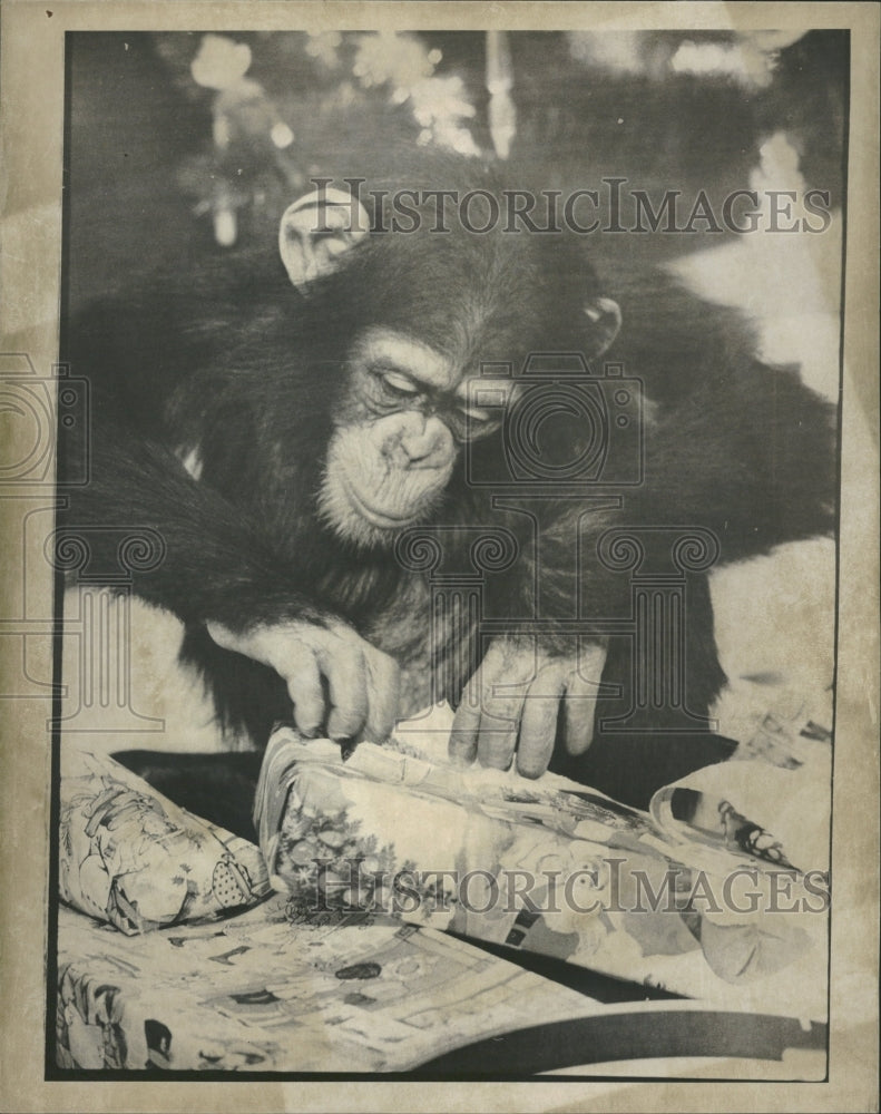 1975 Jodi Chimp Lincoln Park Children Zoo - Historic Images