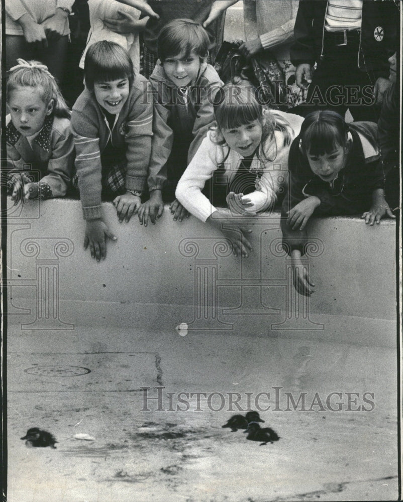 1975 First Graders Watch Baby Ducks - Historic Images