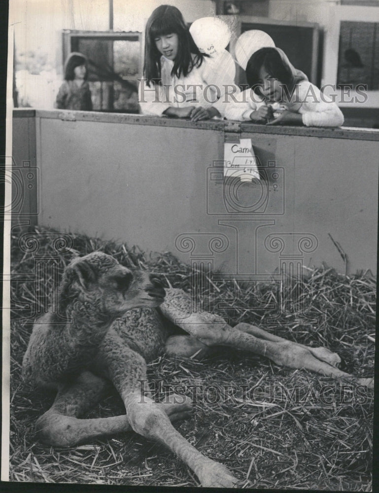 1990 Children&#39;s Zoo newborn camel Susan Nan - Historic Images