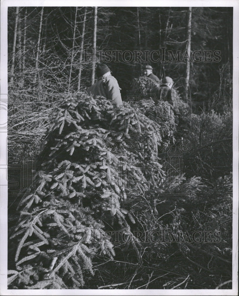 1945 Harvesting Christmas Trees Michigan - Historic Images