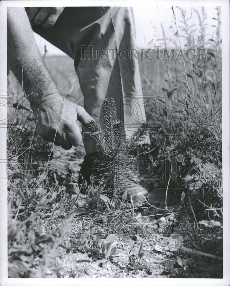 1959 Michigan Christmas Tree Farm Planting - Historic Images