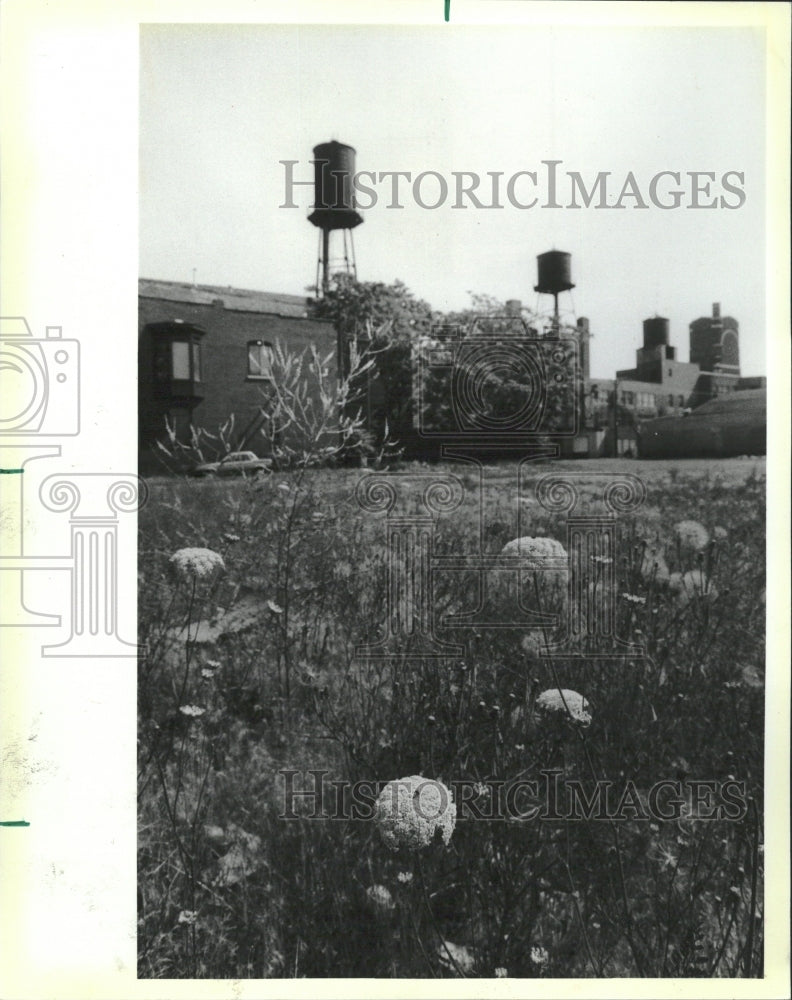 1984 Prairie grasses and wildflowers - Historic Images