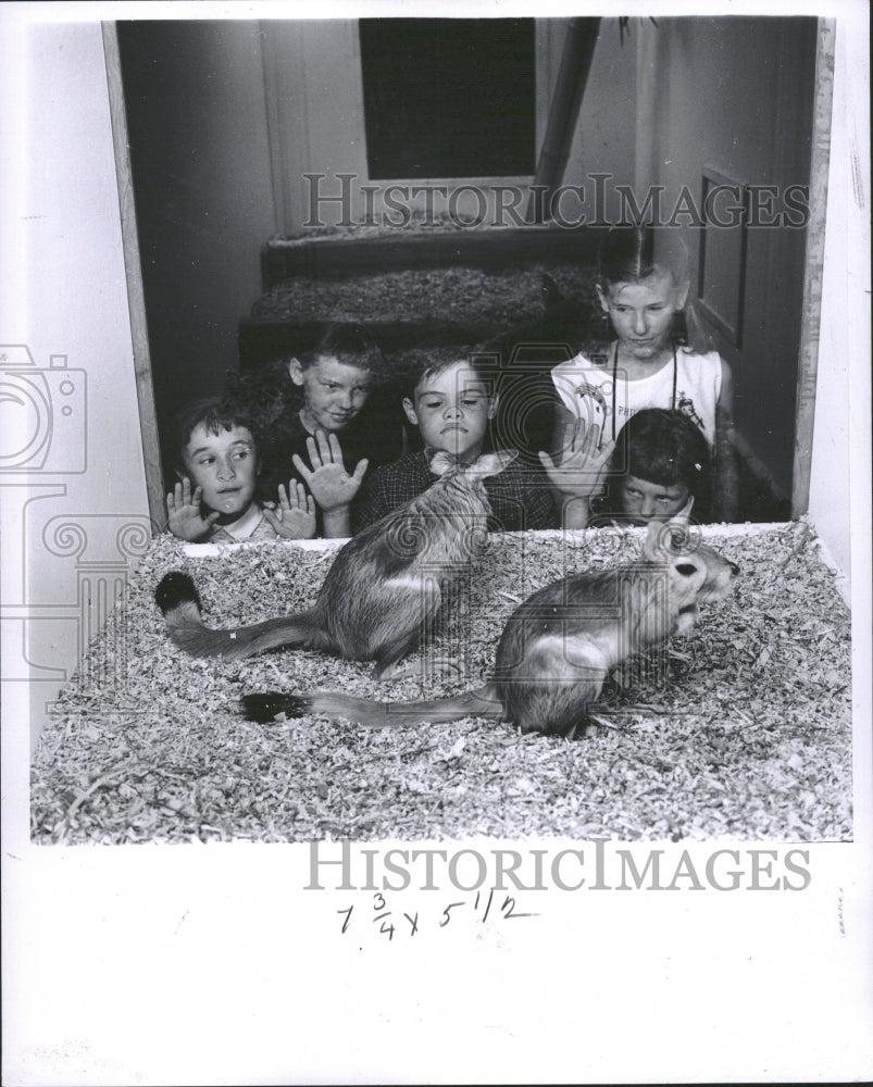 1963 Dutch Jumping Hares South Africa - Historic Images