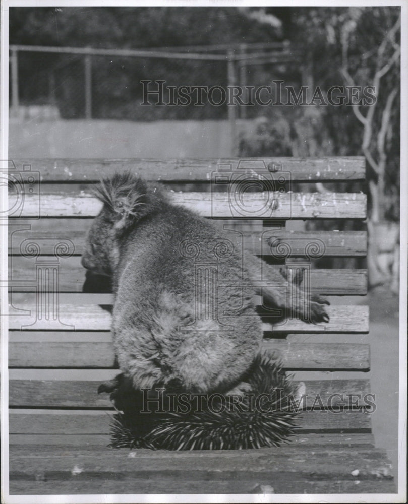 1956 ANIMALS KOALA ANT-EATER - Historic Images