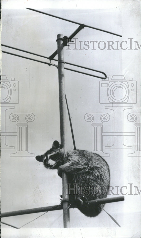 1954 Raccoon Animal Climbing Antena pole - Historic Images