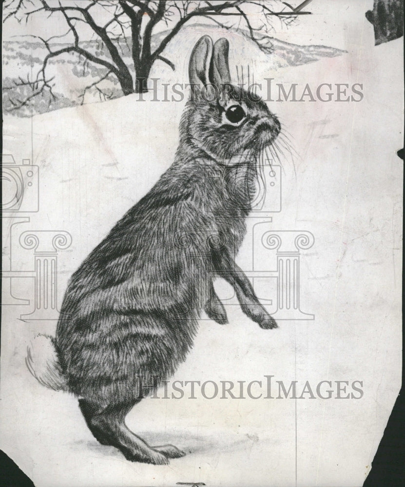 1999 Tail Rabbit Animals Picture Tree Snow - Historic Images