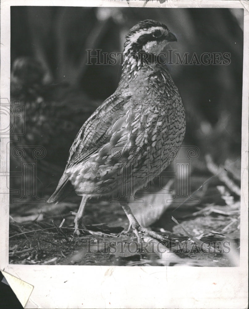 1957 Quail Small Endangered Birds Chicago - Historic Images