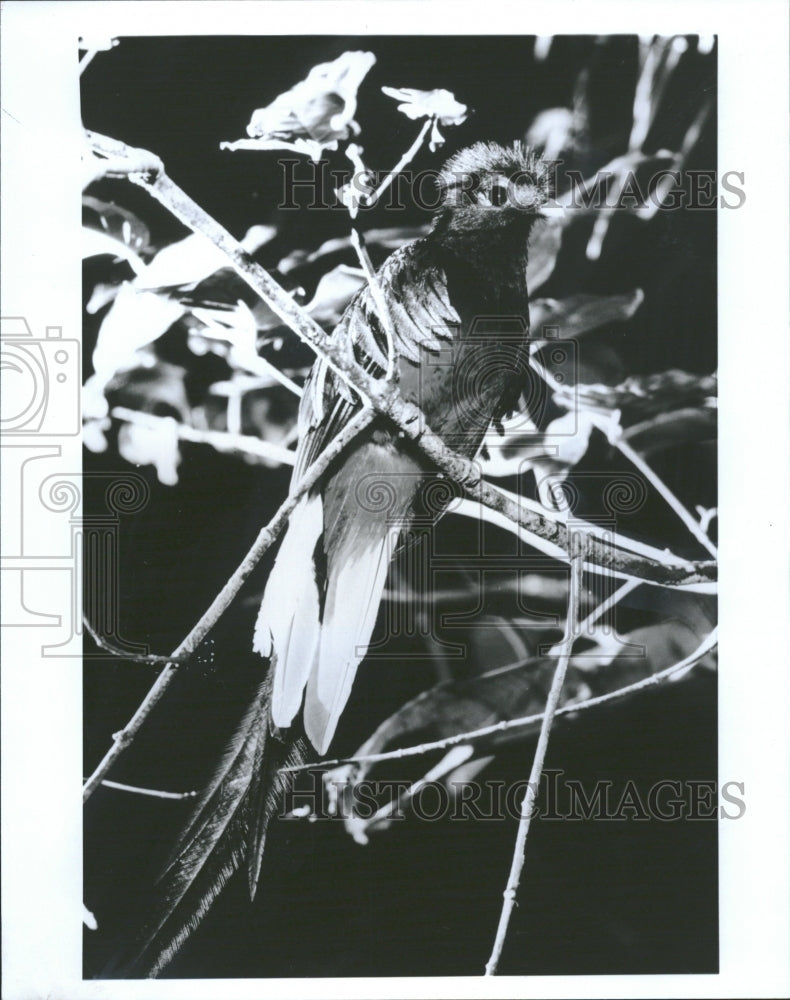 1991 Quetzal beautiful bird Central America - Historic Images