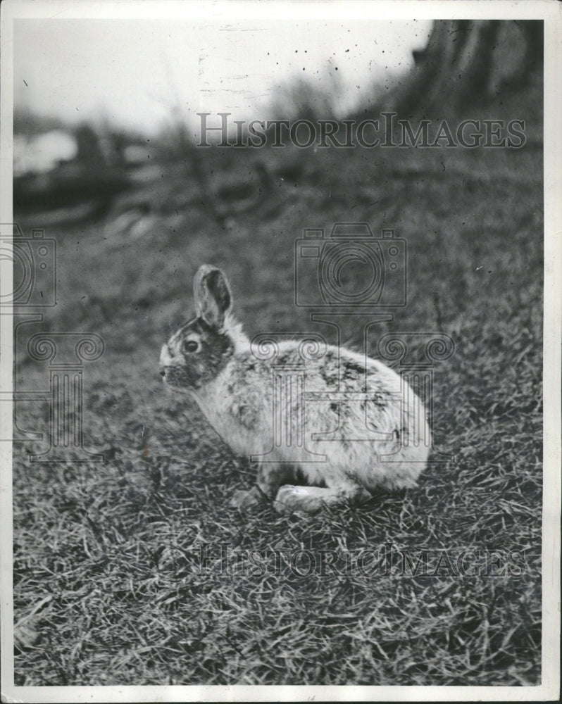 1939 Jack Rabbit in an open field - Historic Images