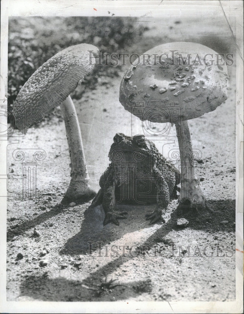 1960 A toad between two toadstools - Historic Images