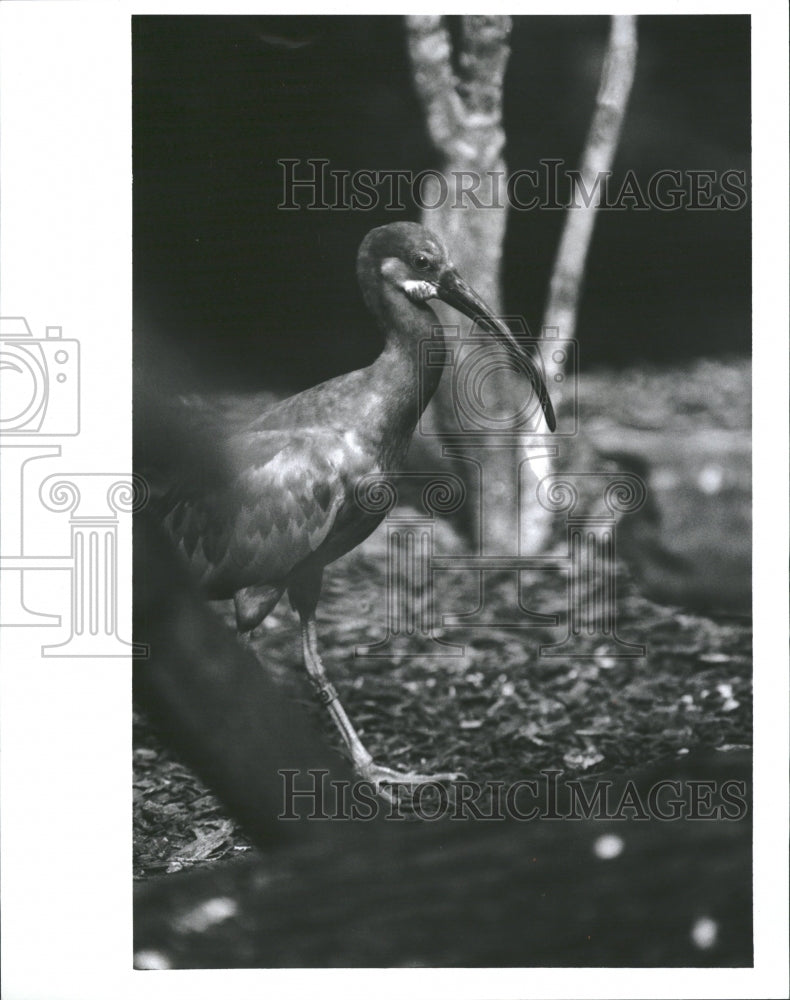 1989 Bird id bright red scarlet Snowy Ibis - Historic Images