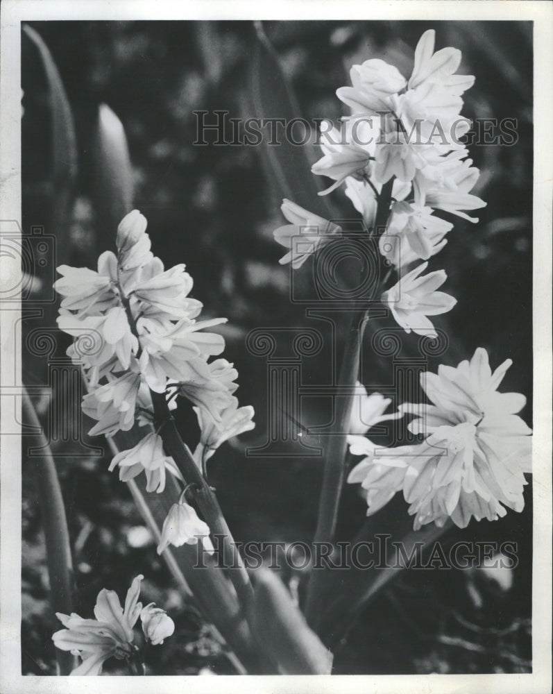 1968 Puschkinia plants flowers Garden Tree - Historic Images