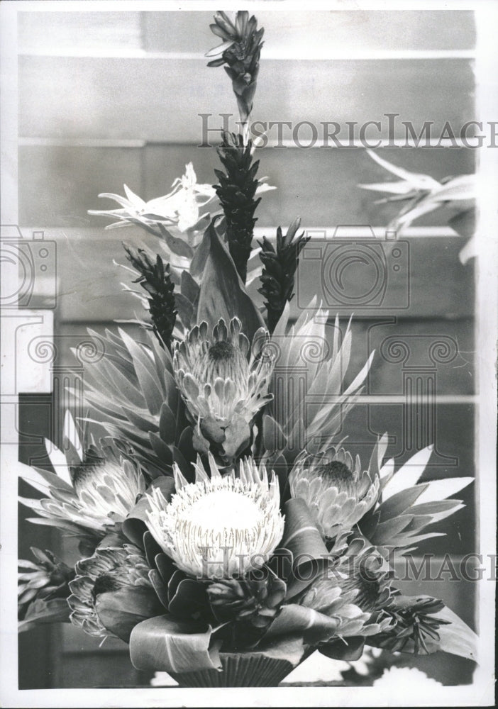 1971 Protea Botanical English Plant Genus - Historic Images