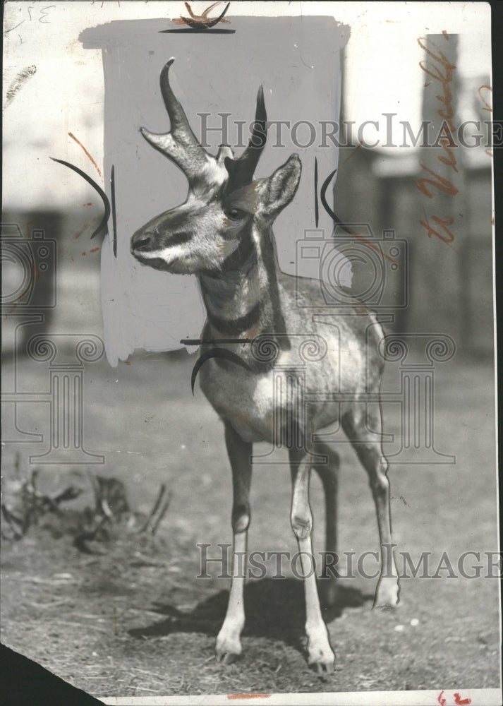 1929 Detroit Zoo Antelope - Historic Images