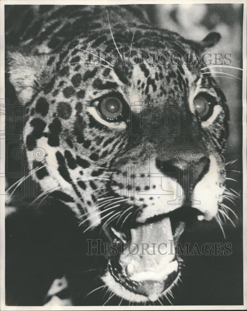 1987 Jaguar Tiger Animals South America - Historic Images