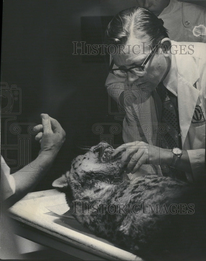 1974 Dr. Frank Hendricksen Snow Leopard - Historic Images