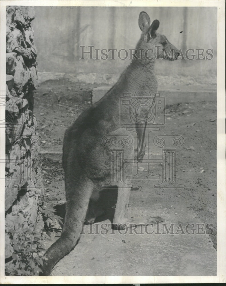 1952 kangaroo Marsupial Animal United State - Historic Images