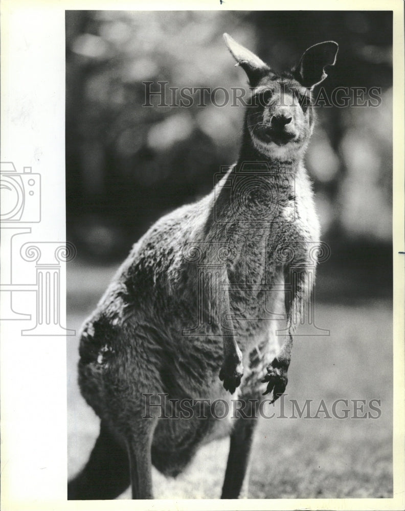 1984 Kangaroos Animal Australian Steppes - Historic Images