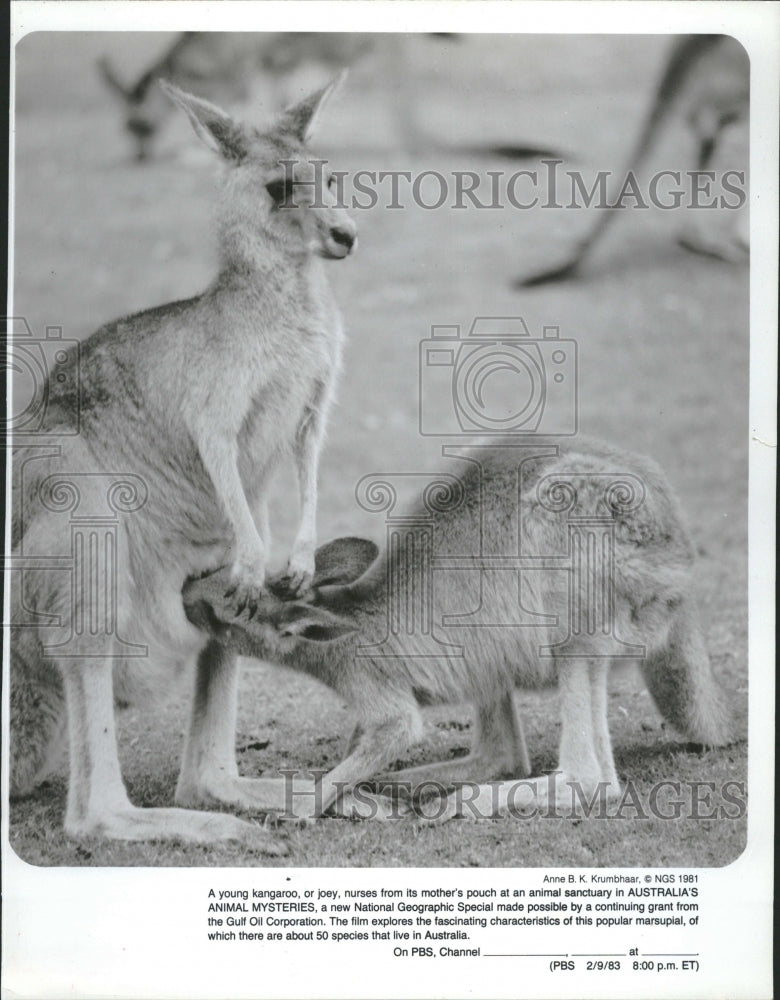 1983 Kangaroo National Geographic Special - Historic Images