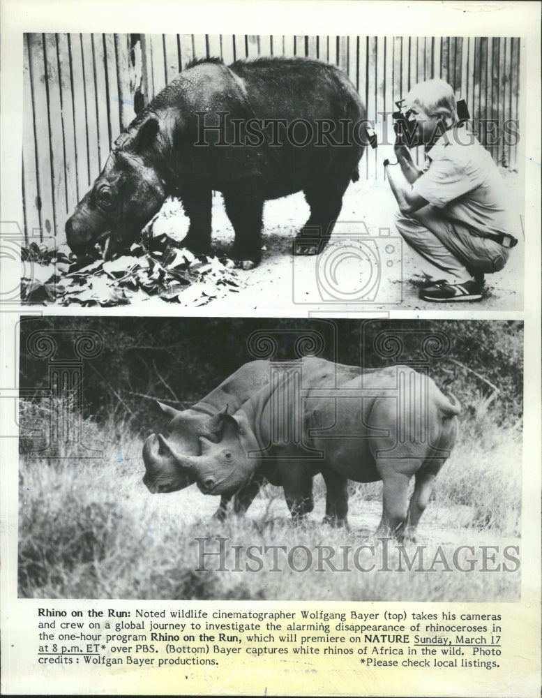 Rhinoceroses Animals Wolfgang Bayer - Historic Images