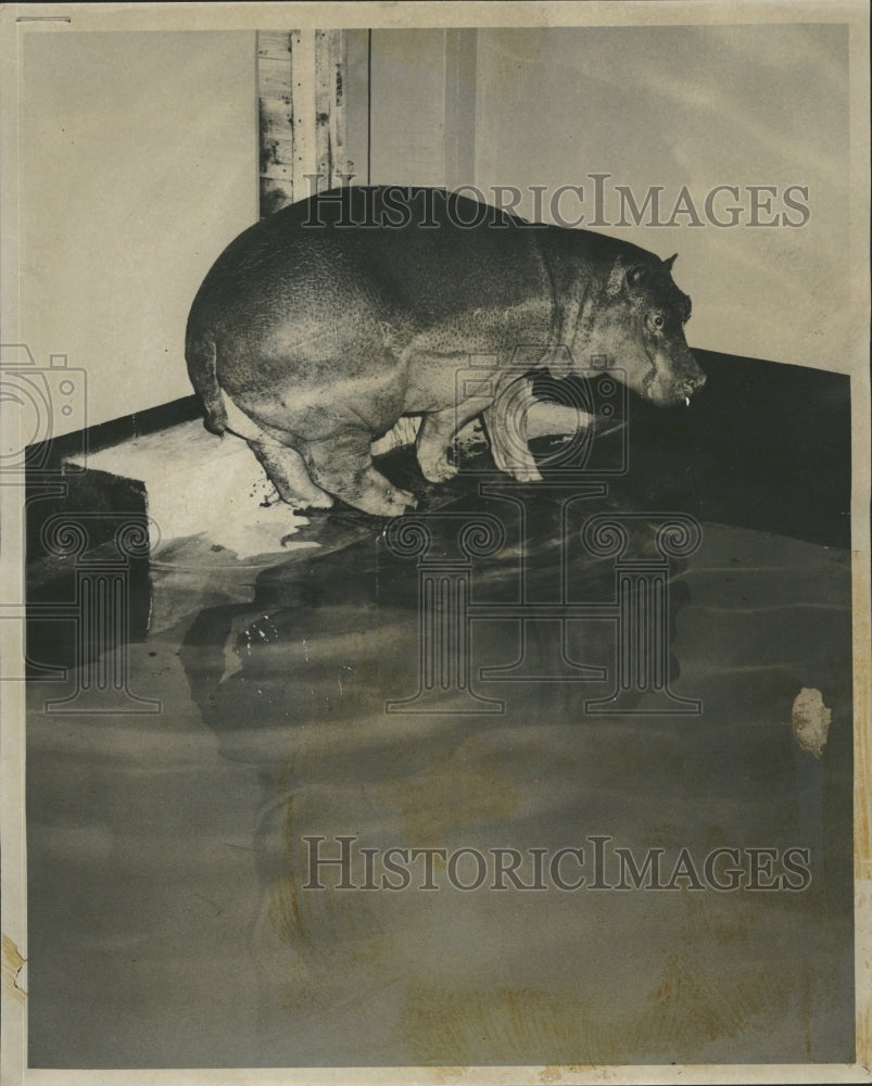 1956 Baby Hippos Brookfield Zoo - Historic Images