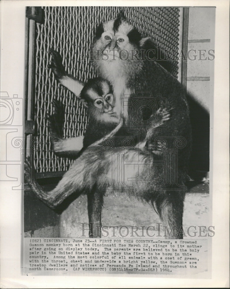 1964 Crowned Guenon Monkey Cincinnati Zoo - Historic Images