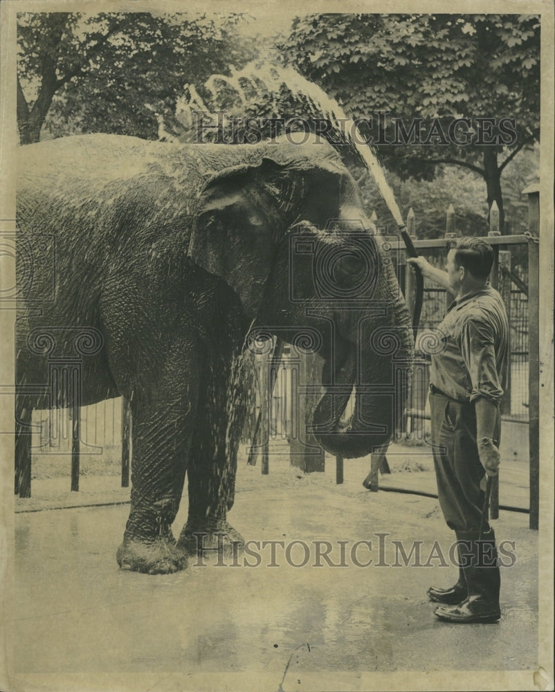 1952 Paul Dittambi Lincoln Park Zoo Judy El - Historic Images