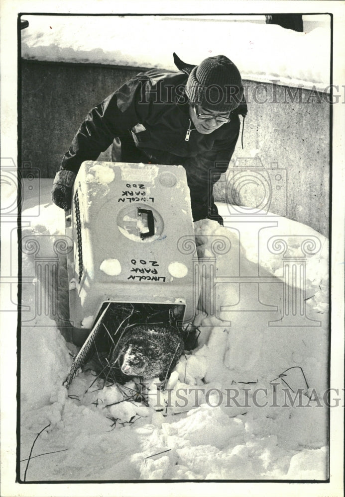 1980 Groundhog Woodchuck Squirrels Marmots - Historic Images