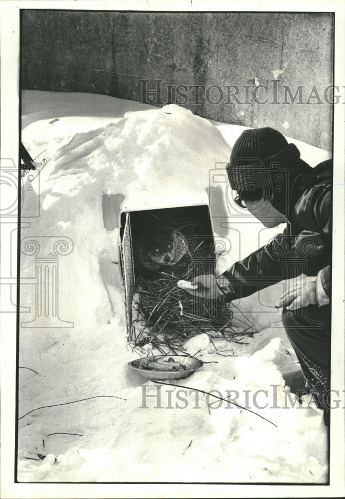 1980 Groundhog Lincoln Park Zoo - Historic Images