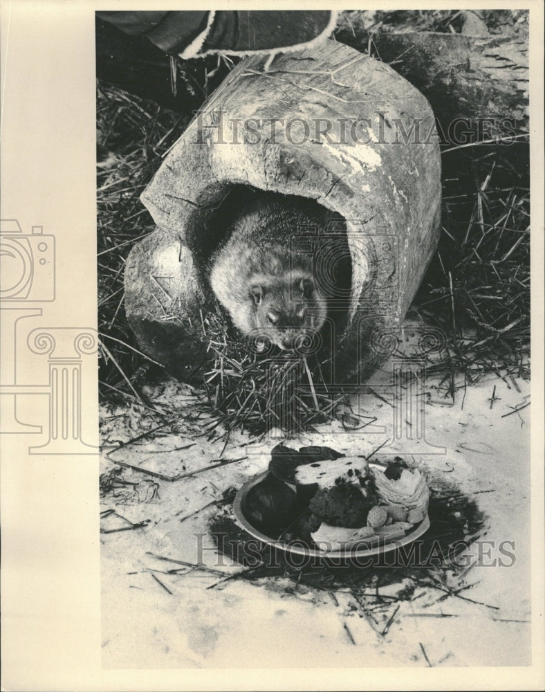 1981 Lincoln Park Zoo Groundhog Winston - Historic Images