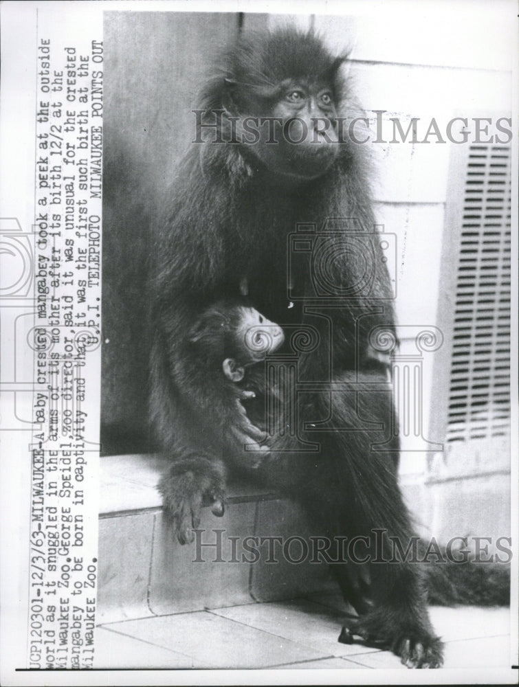 1963 crested Mangabey West-African Monkeys - Historic Images