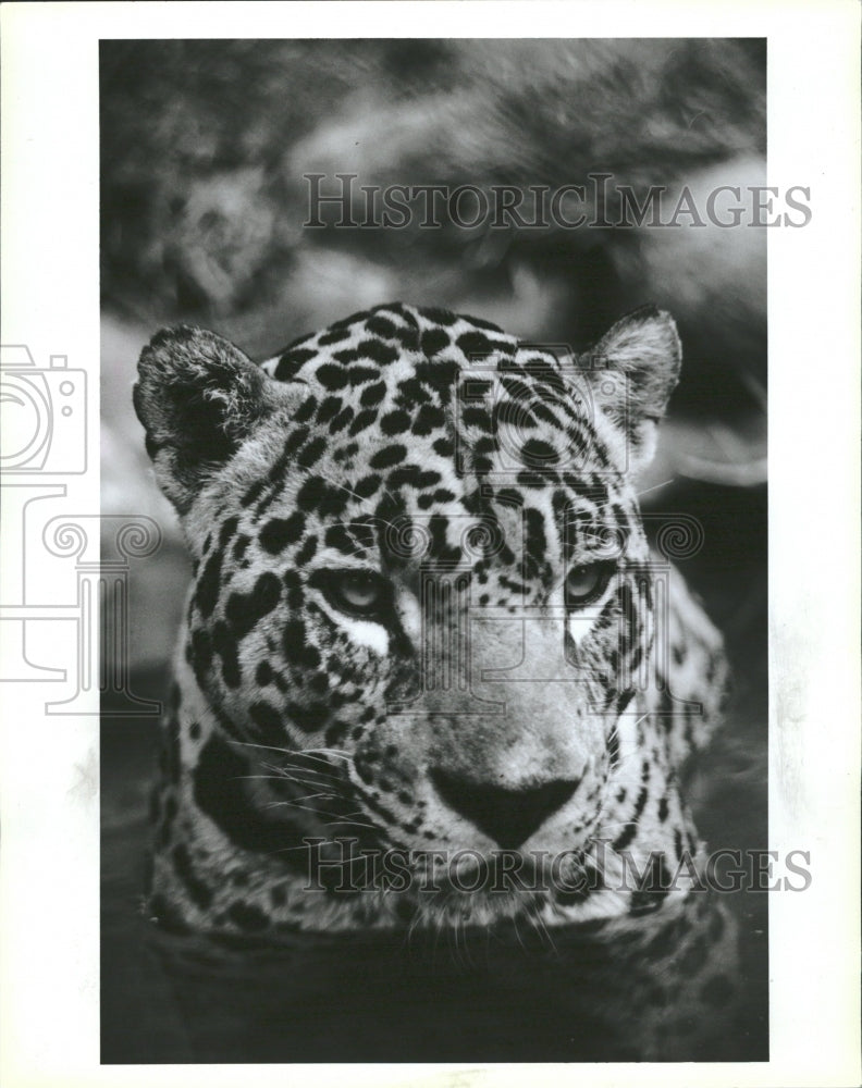 1991 Jaguar Glowers Thor Janson Photograph - Historic Images