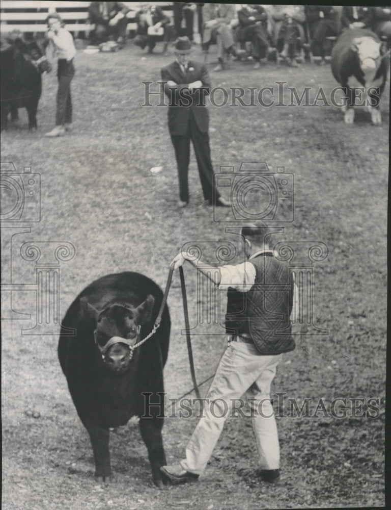 1962 Man Controlling Cow Judging - Historic Images