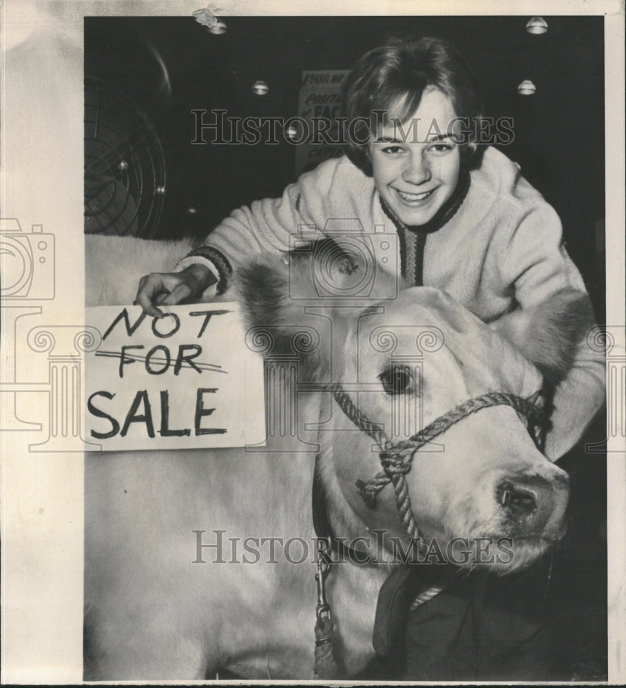 1964 Sue Holder With Her Shorthorn Calf - Historic Images